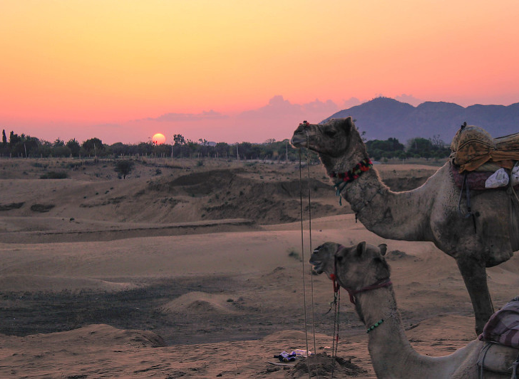 Camel Safari, Pushkar