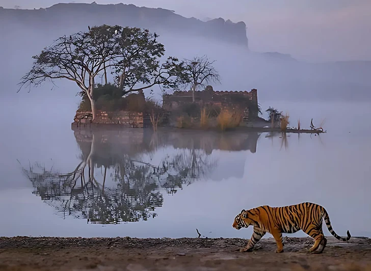 Ranthambore Tour Packages