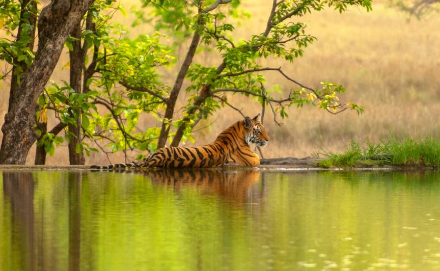 Ranthambore Group Tour Package