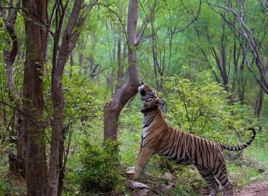 Jim Corbett National Park Tour Package