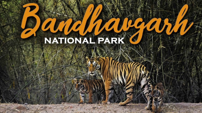 Bandhavgarh National Park - Place to Visit in December