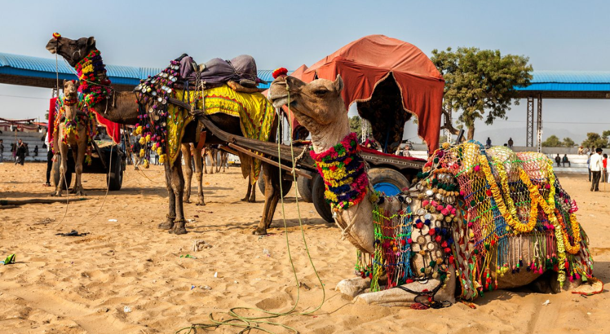Pushkar Camel Fair - Place to Visit in Pushkar