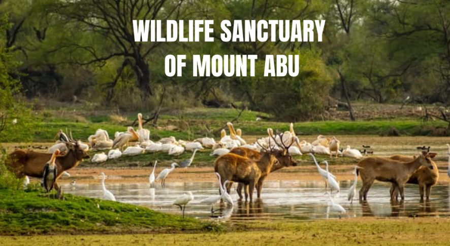 Mount Abu Wildlife Sanctuary - Place to Visit in Mount Abu