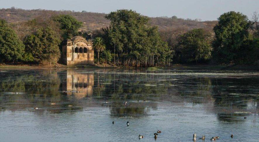 Ranthambore National Park Padam Talao