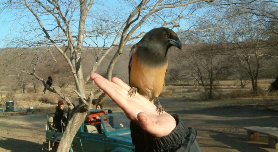 Ranthambore National Park Birds Watching