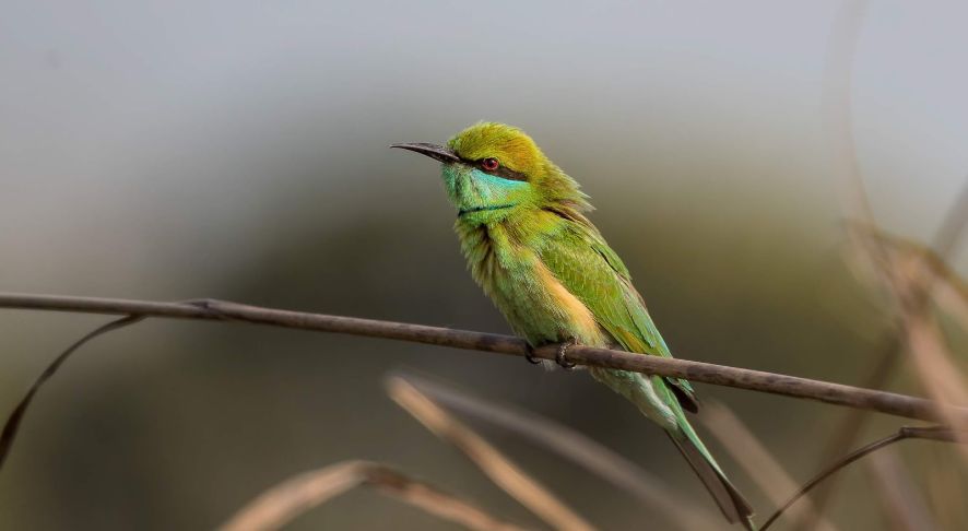 Mount Abu Wildlife Sanctuary Birds