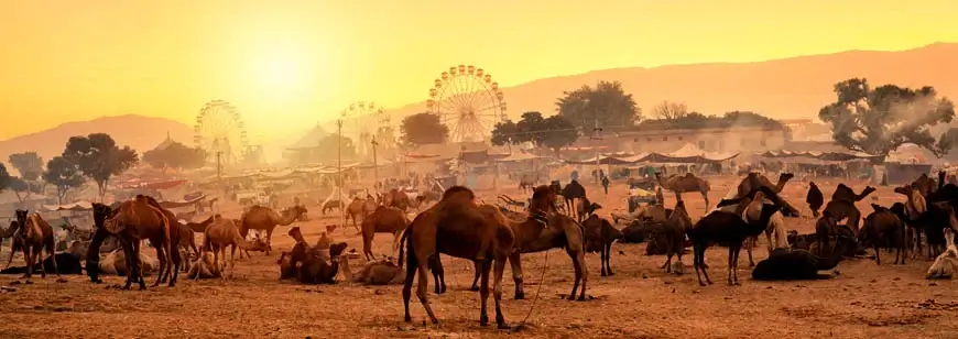 Attractions of Camel Fair