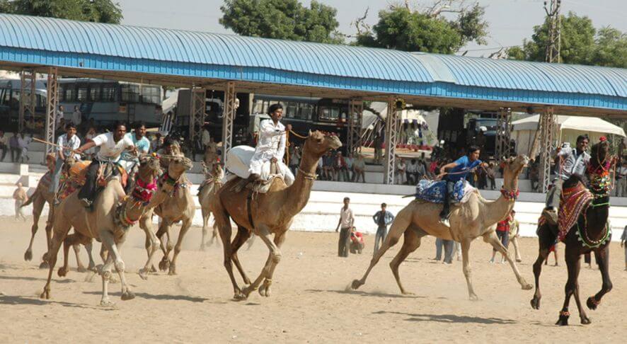 Pushkar Fair Camel Races and Stunts