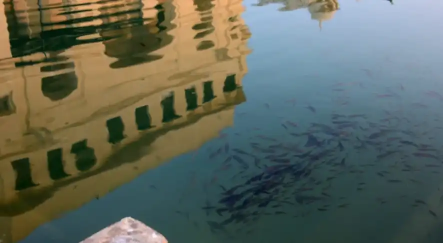 Pushkar Lake Fishes