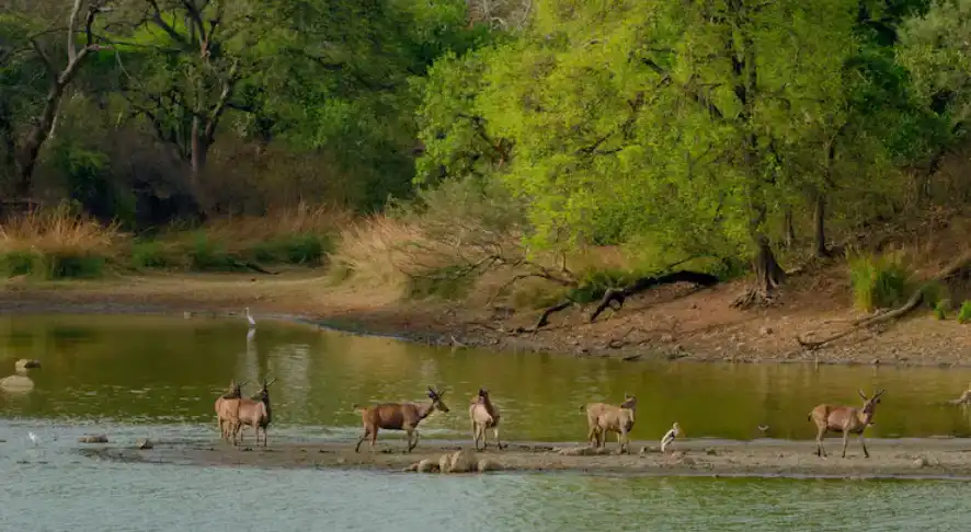 Mount Abu Flora and Fauna