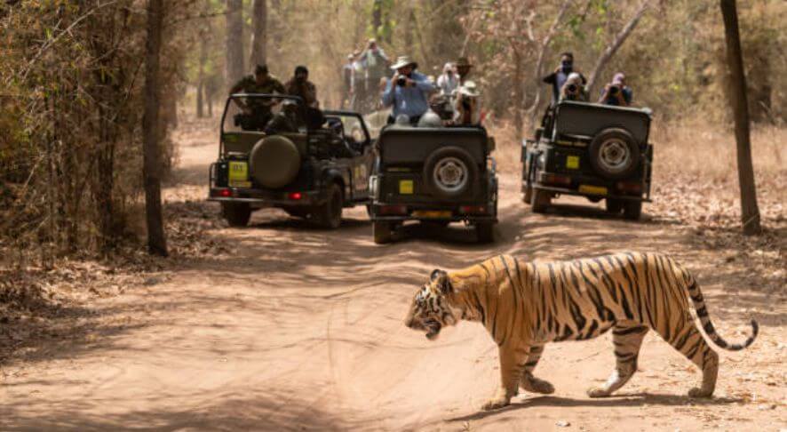 Trekking by safari vehicle ranthambore
