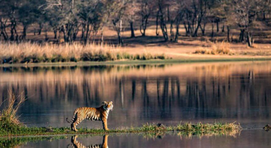 Ranthambore National Park Photography