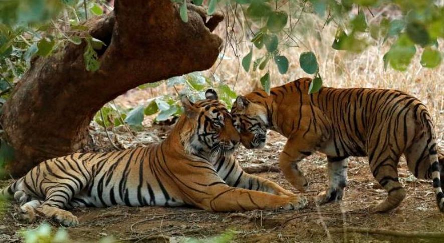 Mount Abu Wildlife Sanctuary Wildlife