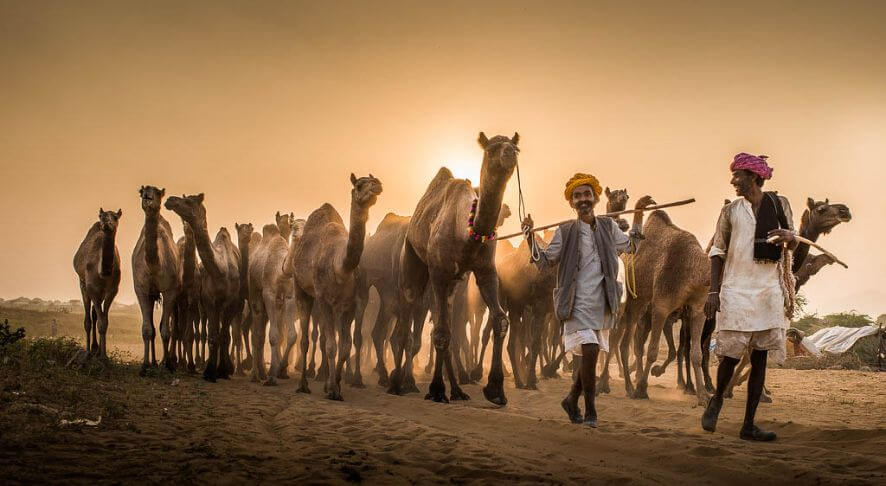 History of Camel Fair