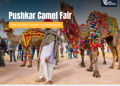 Pushkar Camel Fair – See 50,000 Camels in Celebration
