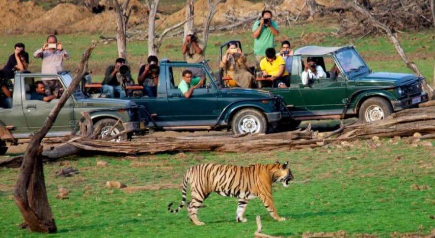 Ranthambore National Park Wildlife Safari