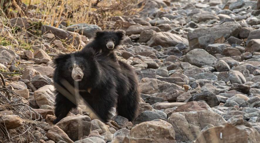 ranthambore wildlife watching