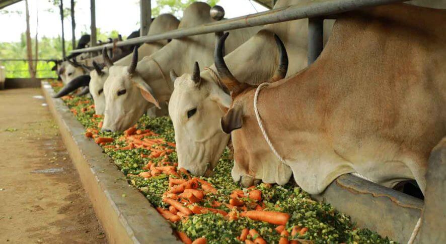 Feed Monkeys and Cows 