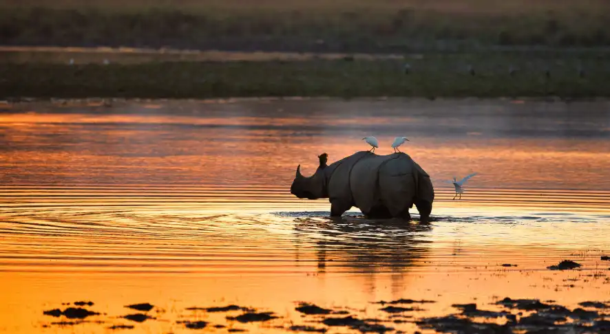 Kaziranga National Park