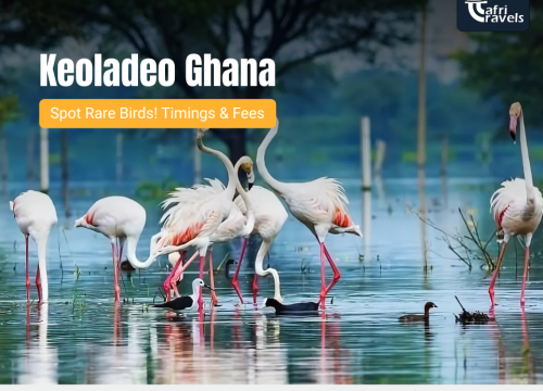 Keoladeo Ghana National Park – Spot Rare Birds! Timings & Fees