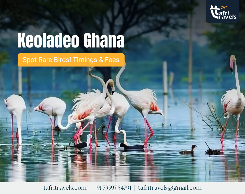 Keoladeo Ghana National Park, Bharatpur
