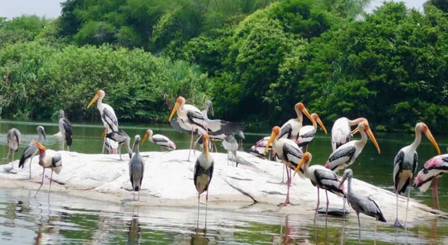 Kumarakom Bird Sanctuary