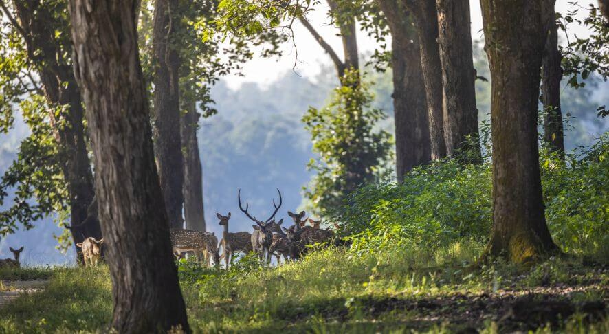 Kanha National Park, Madhya Pradesh