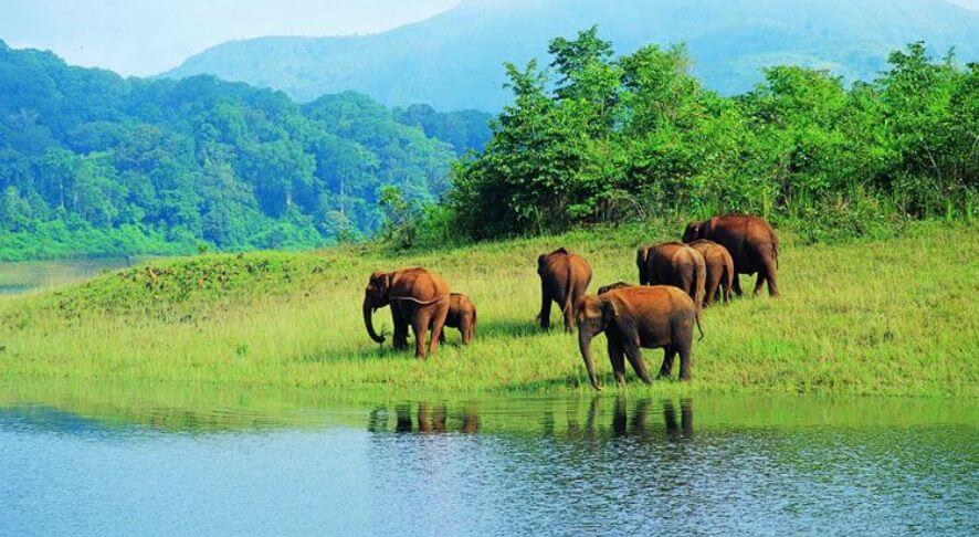 Periyar Wildlife Sanctuary, Kerala
