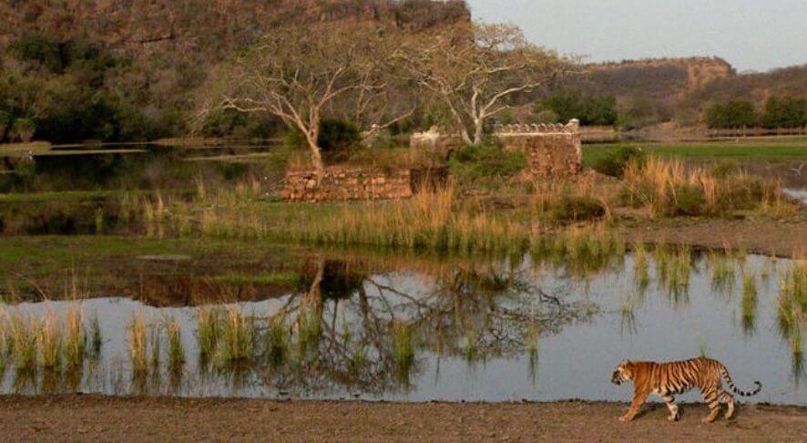 Ranthambore National Park, Gujarat