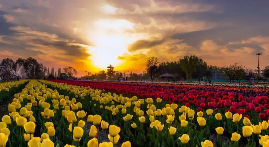 Tulip Festival in Srinagar