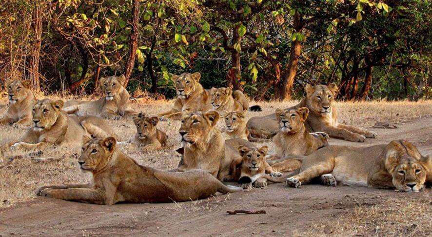 Gir Forest National Park, Gujarat