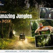 Amazing Jungles In India
