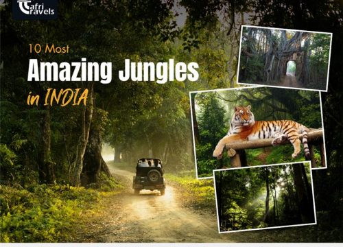 10 Most Amazing Jungles in India