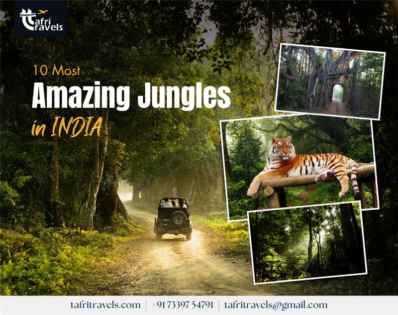 Amazing Jungles In India